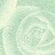 Patterns Shoyu Paper - green Flower, 6 inch (15 cm) square, 15 sheets, (YHZ072)