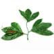 Peony leaf, Cloth and Plastic, Dark green, 12cm x 14cm [approximate], 10 pieces, [ST962]