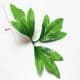 Peony leaf, Plastic, green, 9cm x 7cm, 10 pieces, (ST707)