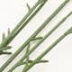 Plastic Flower stem, Plastic, Lime green, 45cm x 1.2cm, 1 Plastic Flower stems, (SHG0009)
