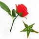 Rose Flower holder, Plastic, Dark green, 10cm [approximate], 5 pieces, [SHT0016]