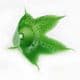 Rose Flower holder, Plastic, Light green, 4cm x 4cm x 3.5cm [approximate], 15 pieces, [ST1054]