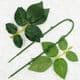 Rosettes Plastic Flower stem, Plastic, Dark green, 54cm, [SHG0012]