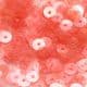 Sequins, red, Diameter 6mm, 520 pieces, 5g, Disc shape, Sequins are NOT shiny, [CZP293]