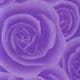 Shoyu patterned textured paper, Dark purple, 64cm x 64cm, 60 gsm, 1 sheet, (HKY079)