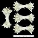 Sparkling stamen, white, 1590 pieces [approximate], 5cm, [ST1501]