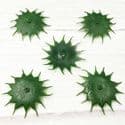 Sunflower Flower holder, Plastic, Dark green, 6.5cm x 6.5cm, 5 pieces, [ST1649]