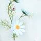 Sunflower Flower holder, Plastic, Dark green, 6cm, 10 pieces, (SHT0003)