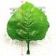 Sunflower leaf, Plastic, Dark green, 11.5cm x 13.5cm [approximate], 5 pieces, [ST1044]