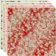 Yuzen Chiyogami floral patterns, Assorted colours, 10cm x 10cm, 1 case of 3 packs, 90 sheets, 70 gsm, [XRC006A]