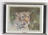LEOPARD LARGE FRIDGE MAGNET