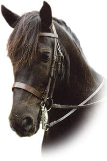 Sabre Eton (Show Hunter) Weymouth Bridle