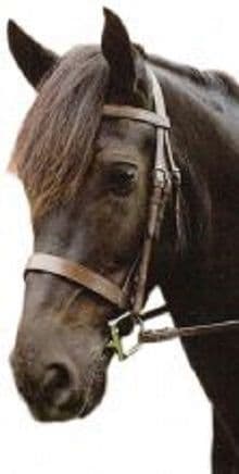 Sabre Eton Snaffle Bridle (Show Hunter Bridle)
