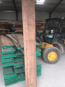American Black Walnut