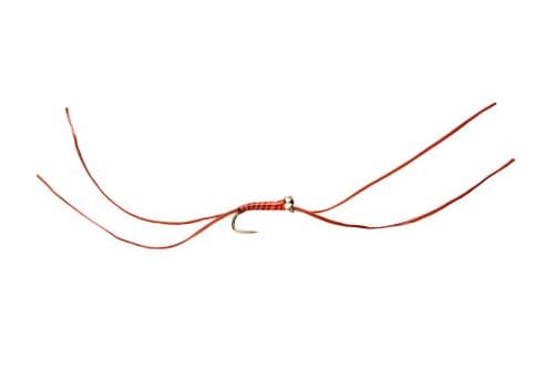 BL Bung Worm Blood Red Spot