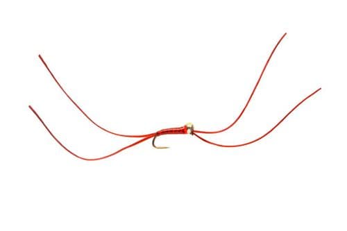 BL Bung Worm Blood Yellow Spot