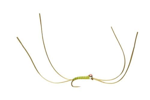 BL Bung Worm Olive Red Spot