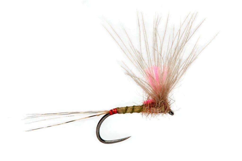 BL Juglaret s Red Flash Mayfly Imago