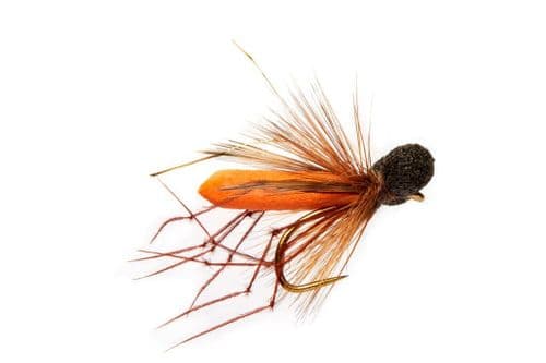 BL Rob's Booby Orange Daddy