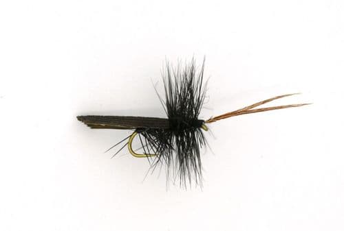 Black Horned Sedge