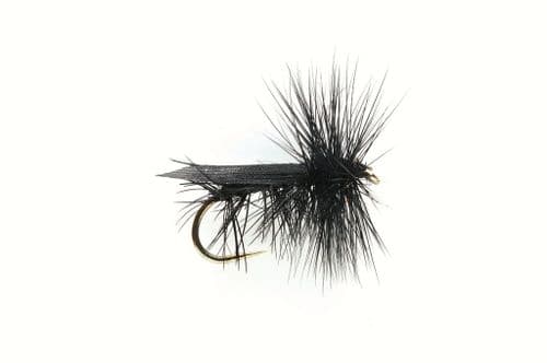 Black Sedge
