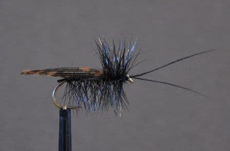 Black Sedge Horned