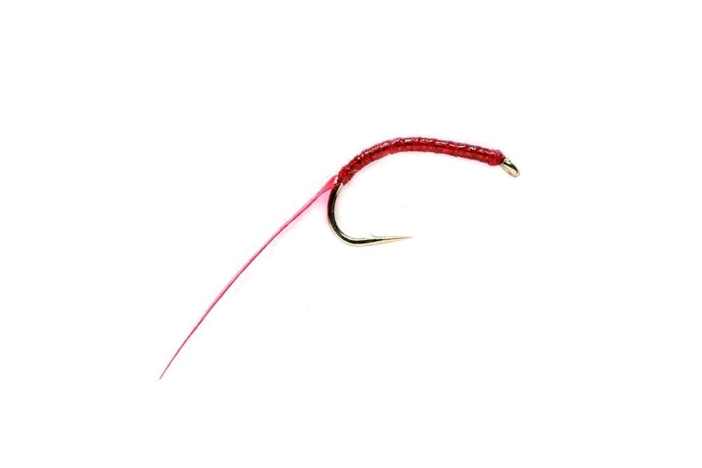 Bloodworm