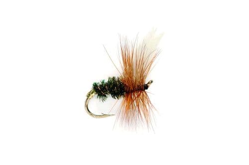 Coachman Insect Coachman