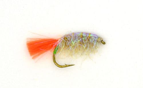 Flame Tail Pearl Shrimp