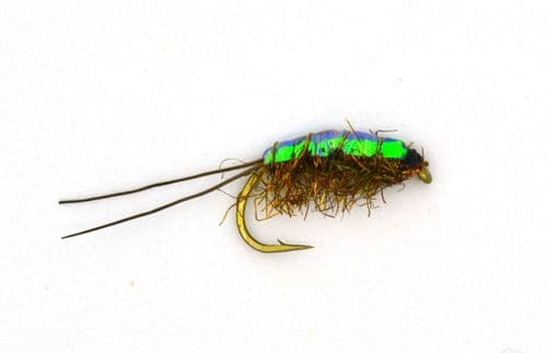 Flashback Mud Shrimp