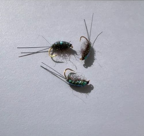Flashback Mud Shrimp
