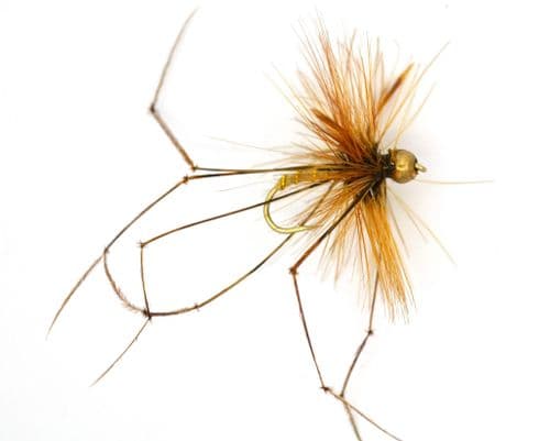 Longshank Goldhead Daddy Long Legs