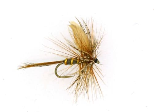 March Brown - OR