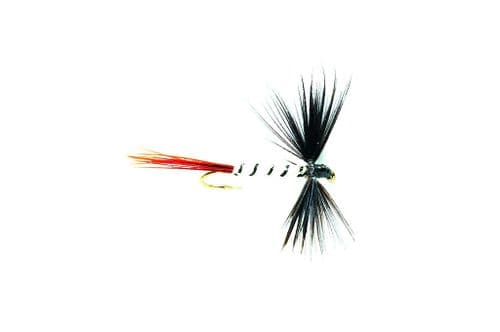 May Spent Black Drake