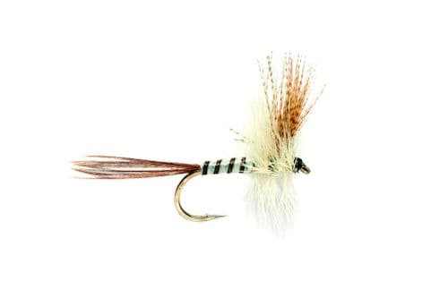 Mayfly Brown