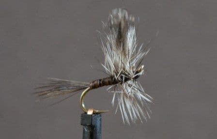 Mosquito - OR