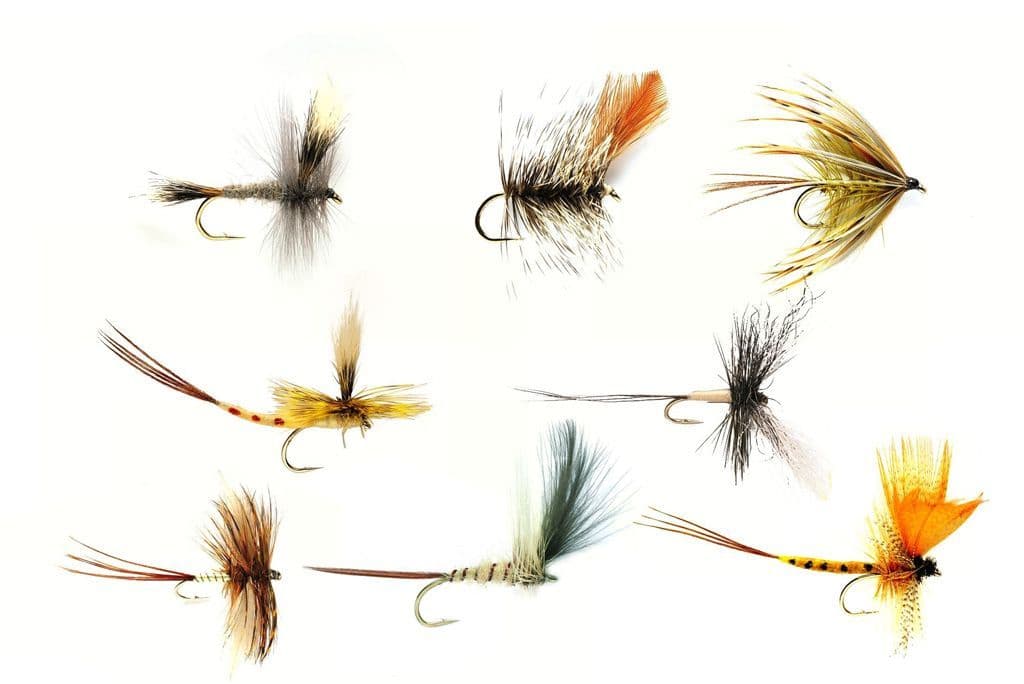 Mayflies Types Must Have Mayflies