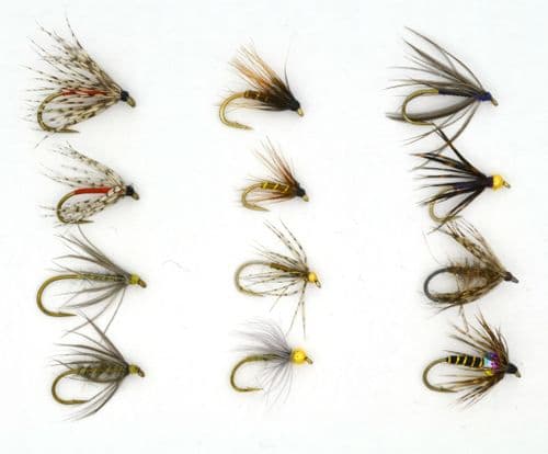 North Country Spider Selection