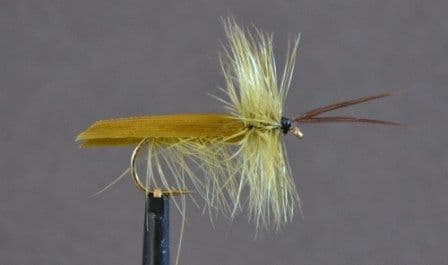 Olive Horned Sedge