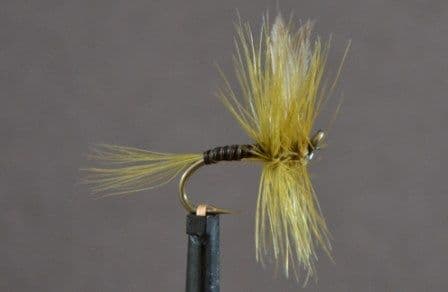 Olive Quill