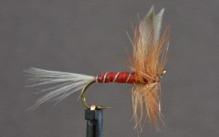 Red Spinner