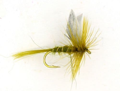 Rough Olive - OR