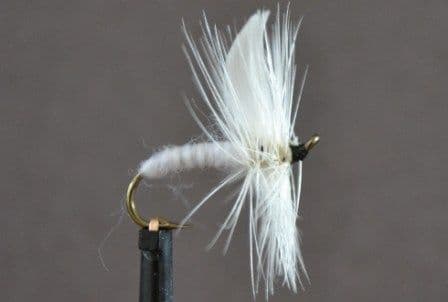 White Moth - OR