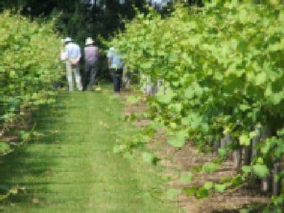 Vineyard Tour & Tasting for One