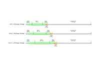 Aquarex Spey Floating Fly Line