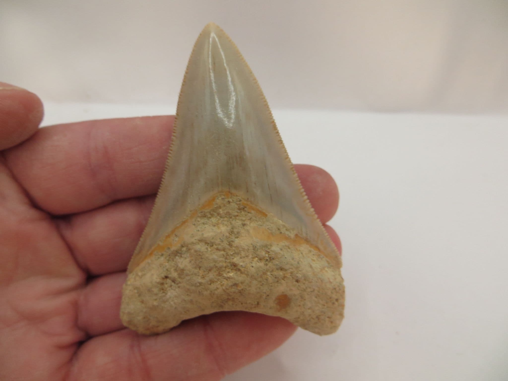 Megalodon Tooth 3 1 inches
