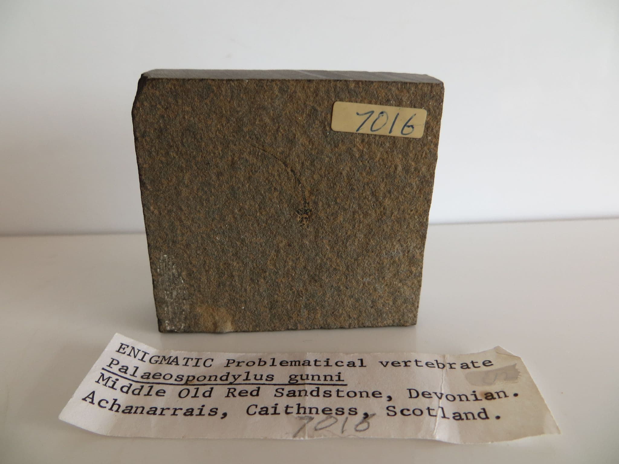 Palaeospondylus gunni