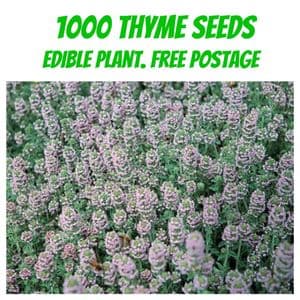 1000 Thyme seeds - Free Post