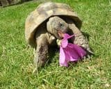 50g Tortoise seed mix- 10 species - FREE POST