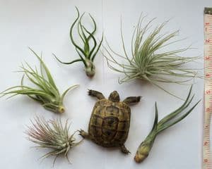 5x Shelled Warriors Air Plant FREE POST